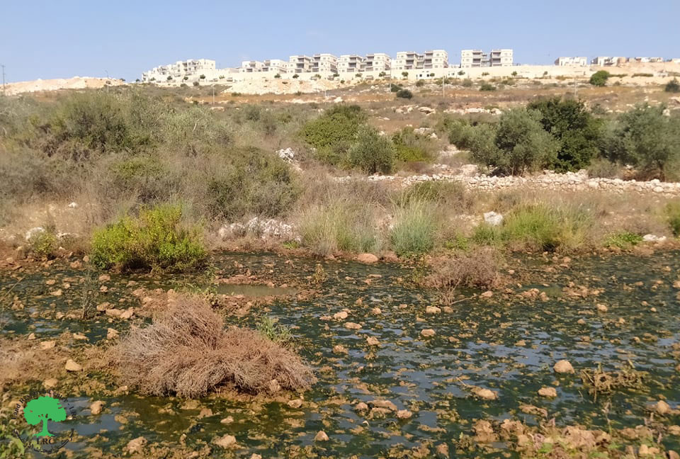 مع بداية موسم جني ثمار الزيتون المستعمرون يغرقون حقول الزيتون بالمياه العادمة في بلدة بروقين / محافظة سلفيت