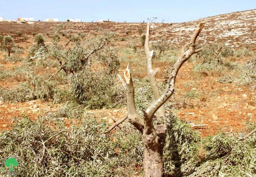 ‘Adei ‘Ad Colonists Sabotage fruitful Olive Trees in Al-Mughayyir village / Ramallah Governorate