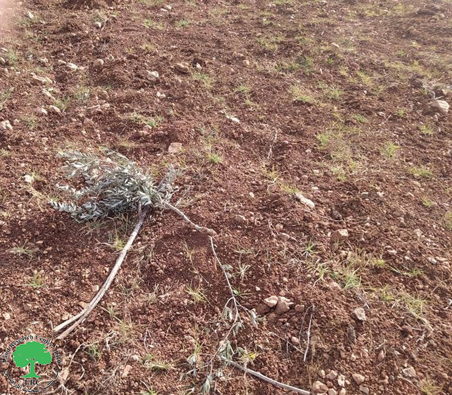 مستعمرين يتلفون غراس زيتون ويدمرون بوابة حديدية في بلدة سنجل بمحافظة رام الله