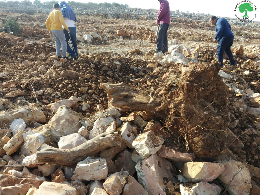 اقتلاع 250 غرسة زيتون ويدمر جدران استنادية في منطقة الخلايل/ محافظة سلفيت