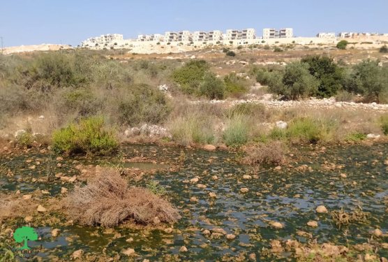 مع بداية موسم جني ثمار الزيتون المستعمرون يغرقون حقول الزيتون بالمياه العادمة في بلدة بروقين / محافظة سلفيت