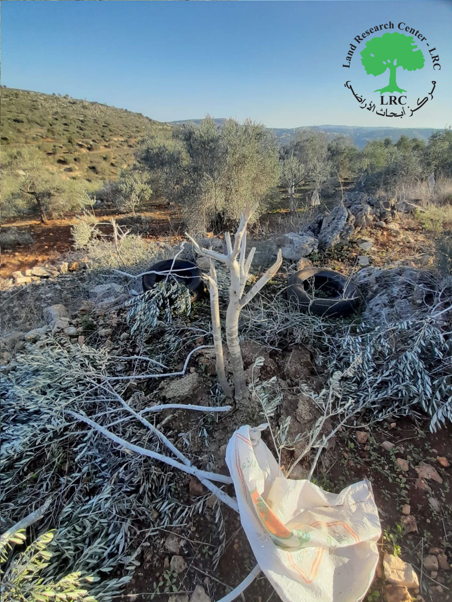 قطع وتخريب 14 شجرة زيتون على يد المستعمرين في قرية ياسوف / محافظة سلفيت