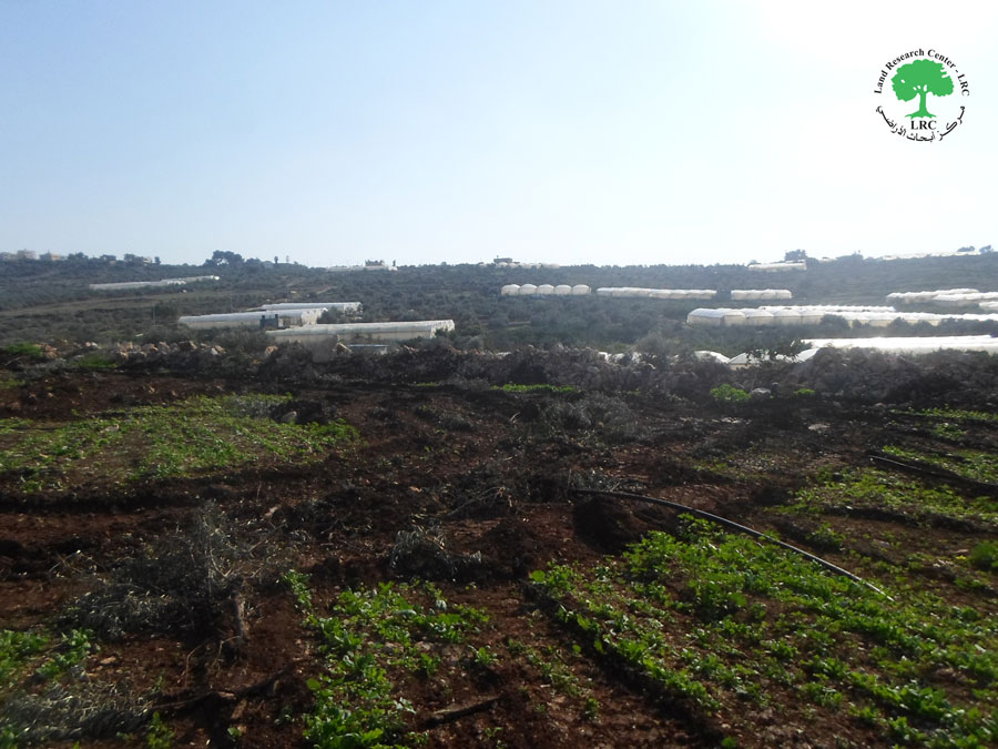 قطع وتخريب 26 غرسة زيتون في منطقة خلة حسان شمال بلدة بديا / محافظة سلفيت