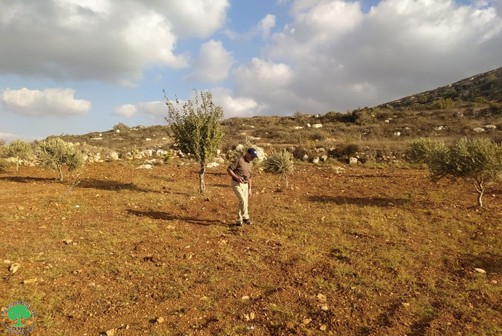 A Group of Colonists sabotage Seven Olive Saplings and Destroy a Metal Gate / Sinjil