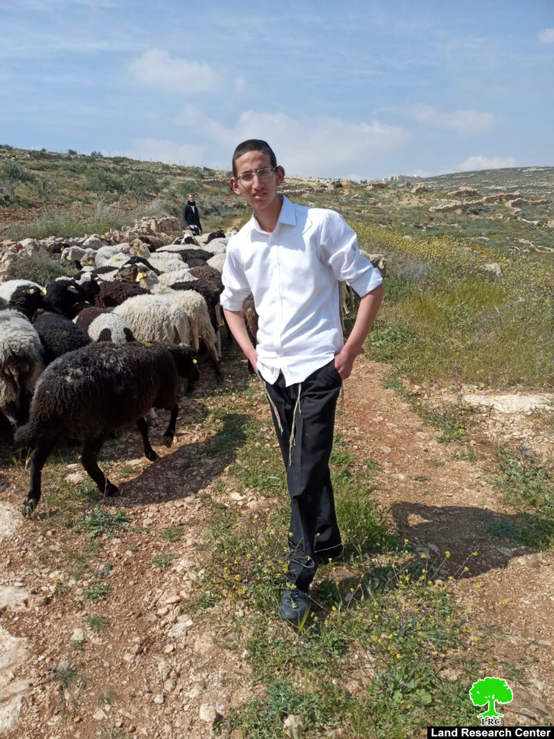 Illegal Colonists Uproot Forest Saplings East Ash-Shuyukh / Hebron Governorate