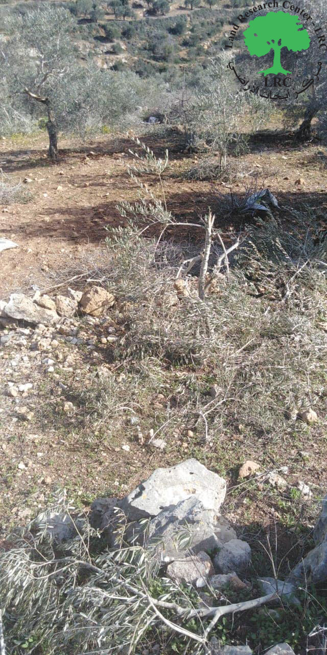 مستعمرو “رحاليم” يقطعون أشجار زيتون من أراضي قرية ياسوف / محافظة سلفيت