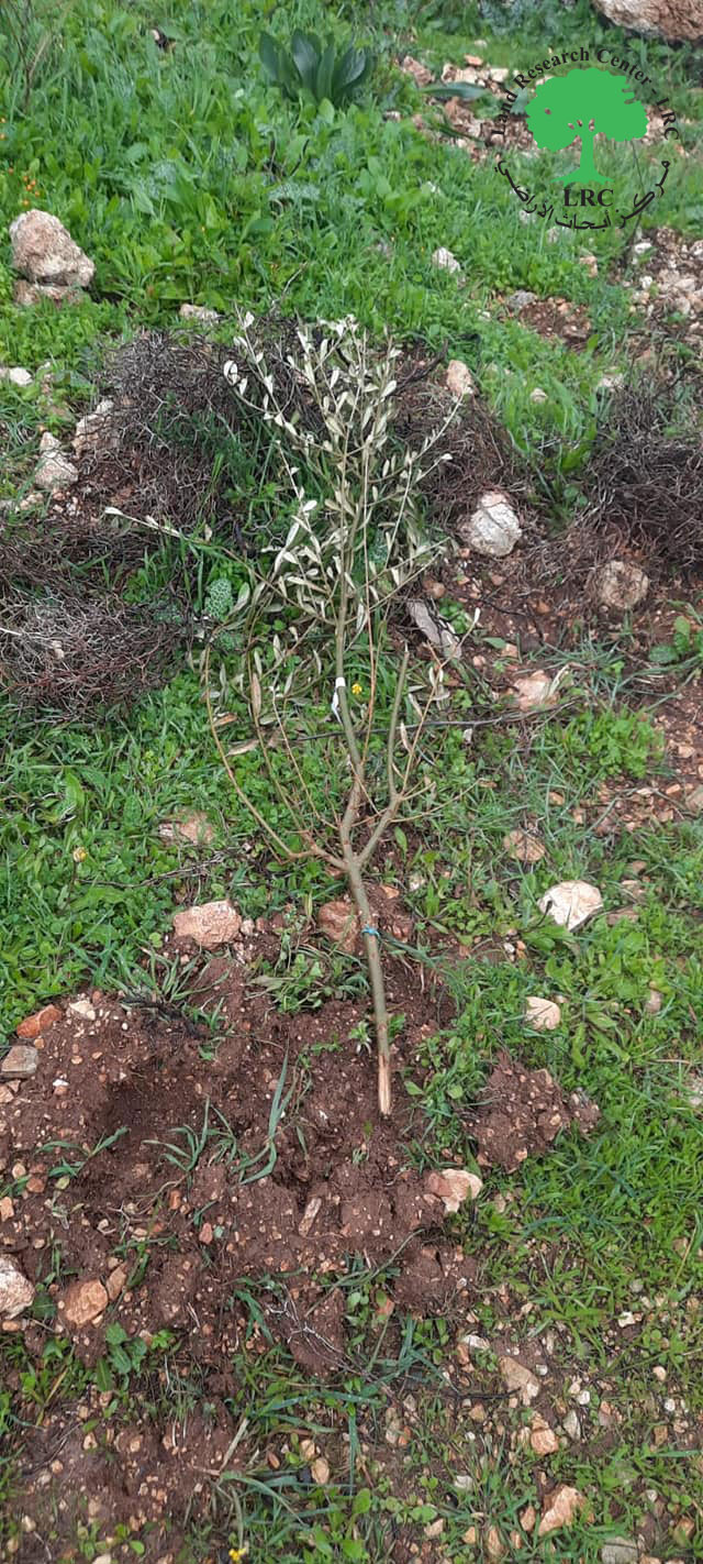 قطع وتخريب العشرات من غراس الزيتون في بلدة بروقين / محافظة سلفيت