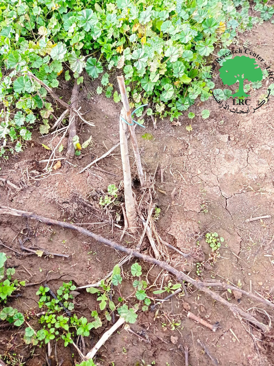 مستعمرو “بروخين” يقطعون 22 غرسة زيتون من أراضي بلدة بروقين / محافظة سلفيت