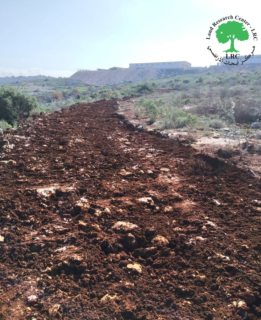 مستعمرو “عيلي زهاف” يسرقون غراس زيتون بلدة كفر الديك / محافظة سلفيت