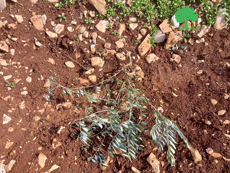Colonists Uproot 60 Olive trees in Ar-Ras area / north Salfit city