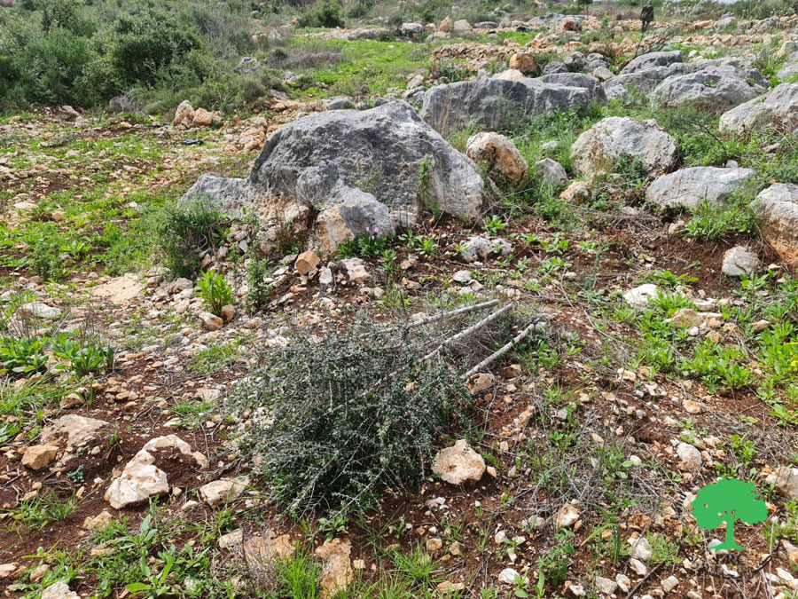 قطع وسرقة 190 غرسة زيتون وتخريب غرفةزراعية في بلدة كفر الديك / محافظة سلفيت