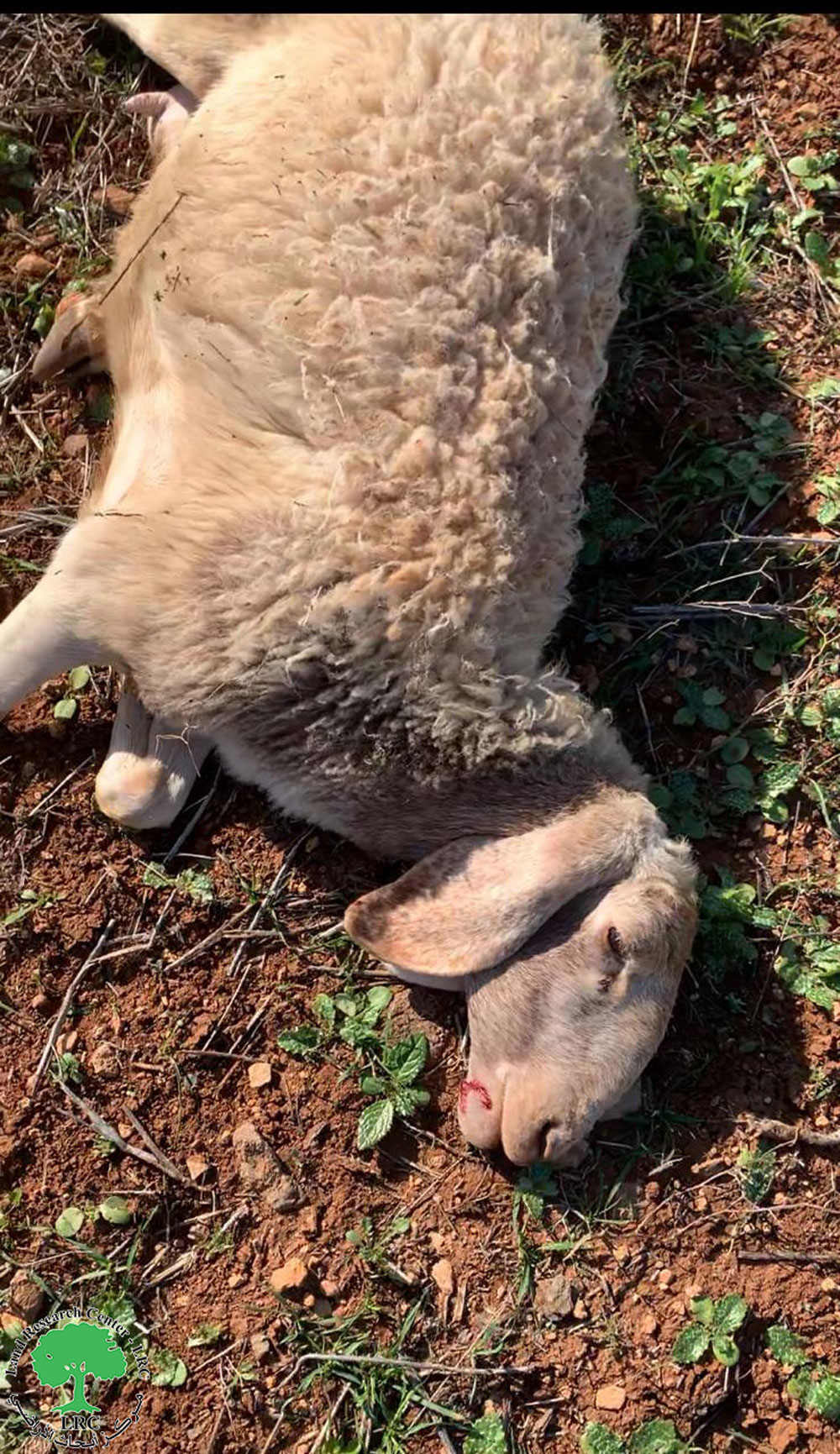 مستعمرون يتسببون في نفوق رأسين من الأغنام في خربة جبعيت بمحافظة رام الله