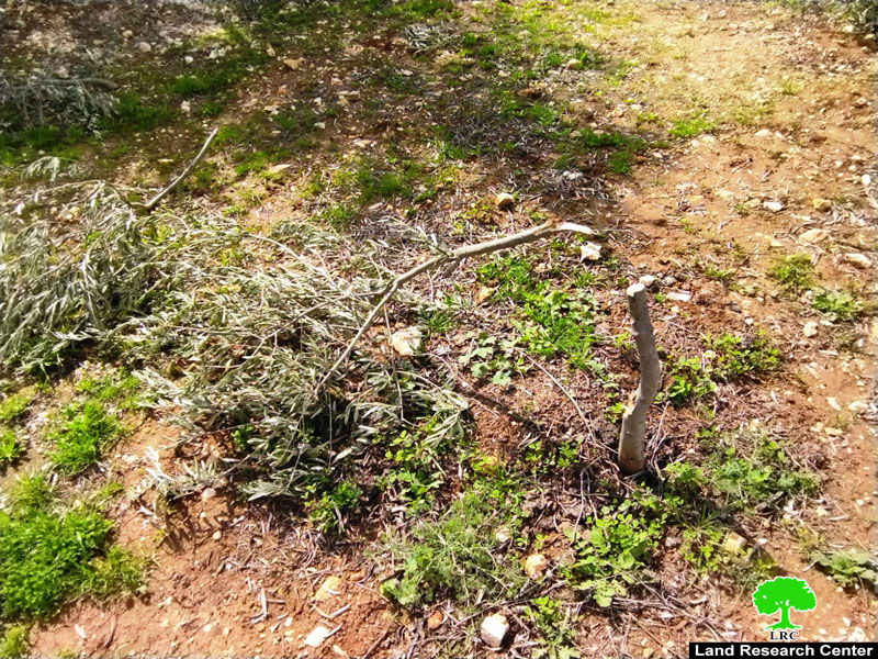 Bait Ayin colonists cut down olive trees in a land at Surif town, Hebron governorate