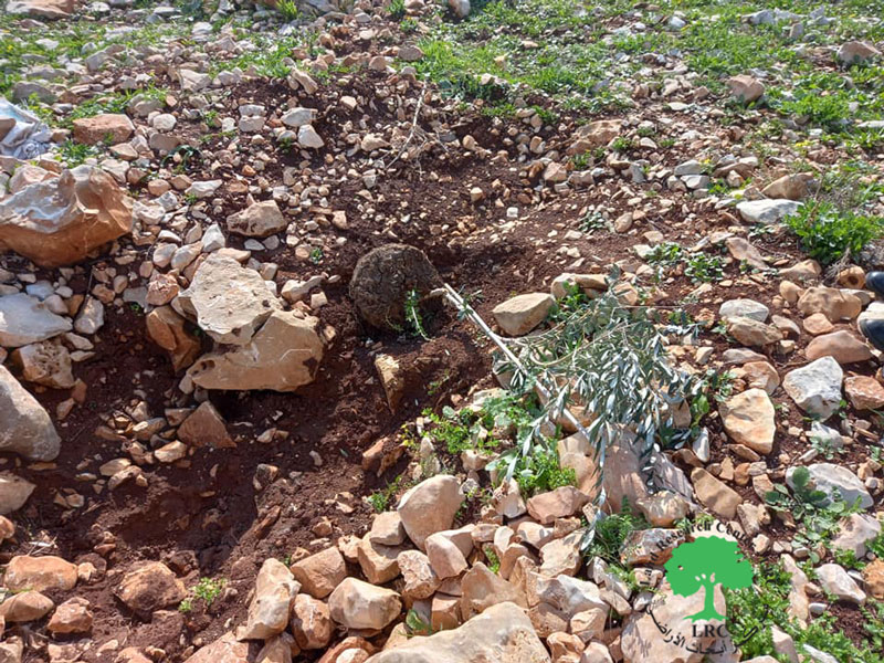 مستعمرون يخلعون 60 غرسة زيتون في منطقة الرأس شمال مدينة سلفيت