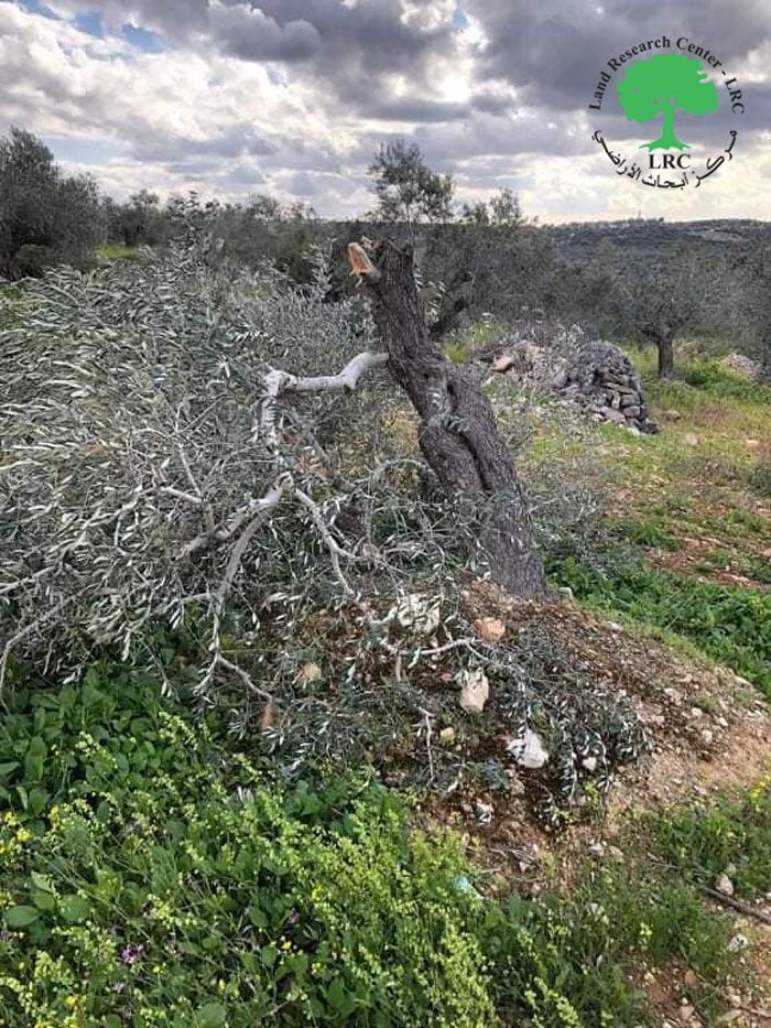 “Bruchin” Colonists Cut Tens of Olive Trees in Kafr Ad-Dik / Salfit Governorate