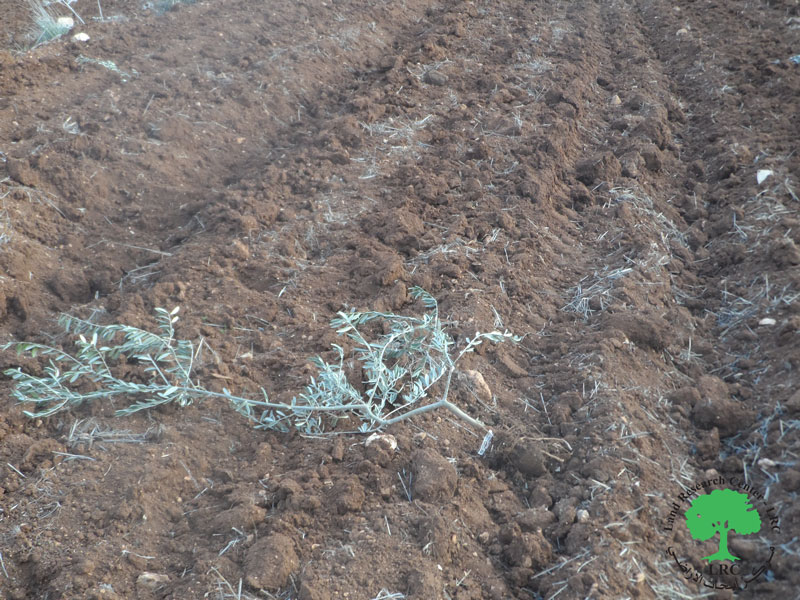 قطع وتخريب 200 غرسة زيتون في منطقة ” خلة حسان” شمال بلدة بديا / محافظة سلفيت