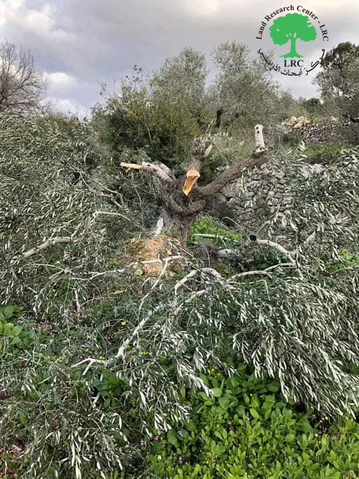 “Bruchin” Colonists Cut Tens of Olive Trees in Kafr Ad-Dik / Salfit Governorate