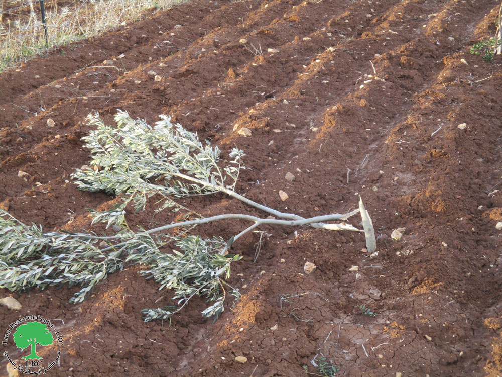    مستعمرو “جفعات هروءة” يقتلعون غراس زيتون من أراضي بلدة سنجل في محافظة رام الله والبيرة