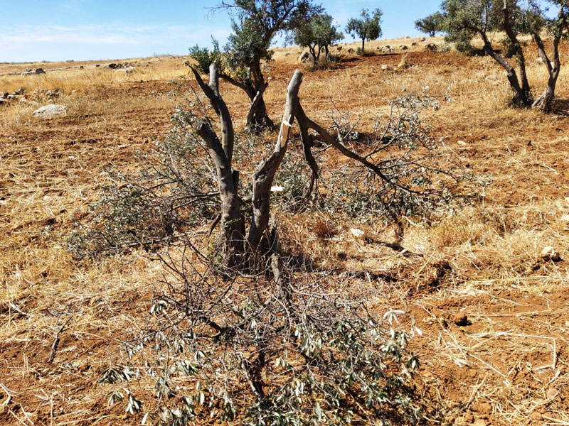 مستعمرون يعتدون على أراضي المواطنين ومزروعاتهم بقرية التواني شرق يطا / محافظة الخليل