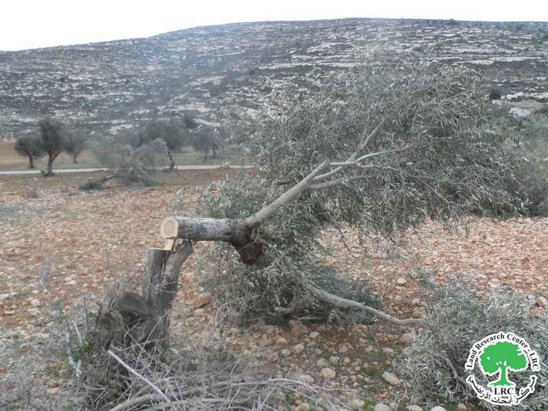 مستعمرو ” بروخين” يعتدون على 24 شجرة زيتون في بلدة كفر الديك / محافظة سلفيت