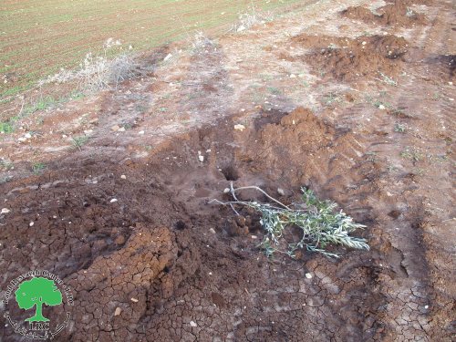 المستعمرون يتلفون 28 غرسة زيتون في قرية المغير بمحافظة رام الله والبيرة