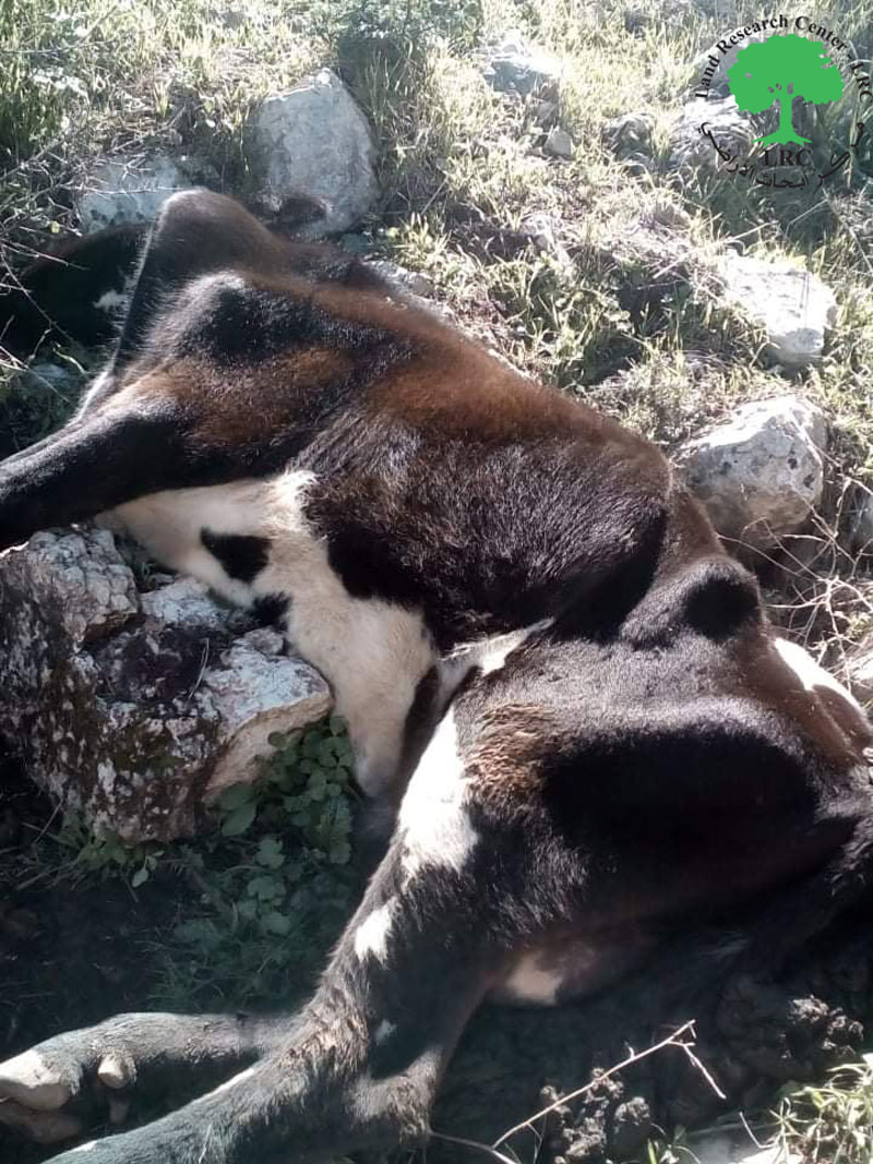 مخلفات التدريبات العسكرية تتسبب في نفوق رأسين من الأبقار في خربة الحمة/ محافظة طوباس