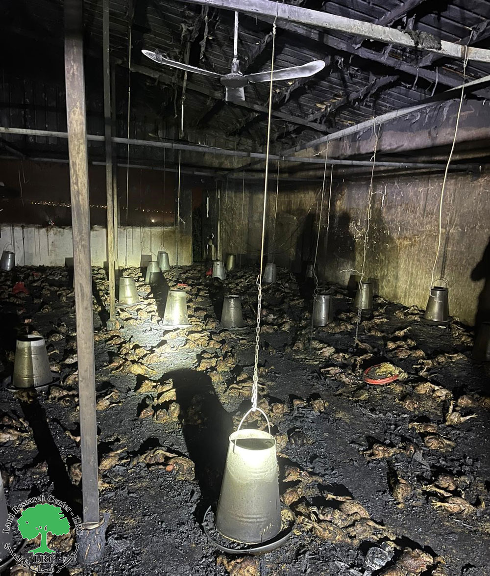 حرق مزرعة للدواجن في قرية بيت سيرا بمحافظة رام الله