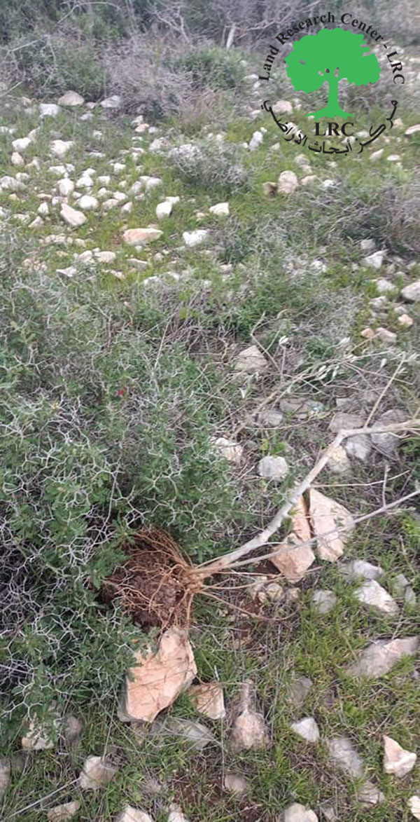 Uprooting and Vandalizing Olive Saplings  in the town of Bruqin / Salfit Governorate