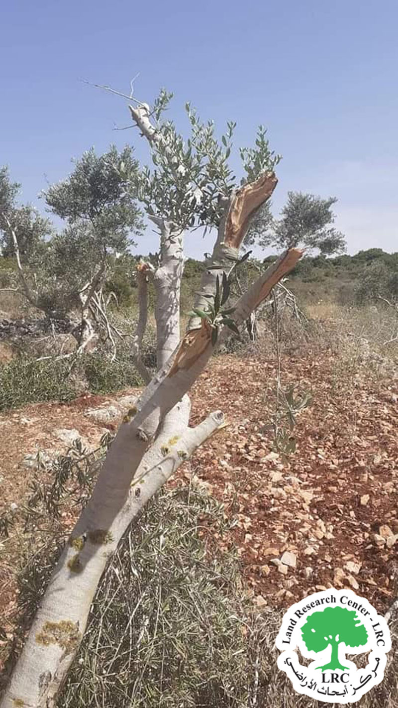 “Rahalim” settlers cut down olive trees from the fields of Yasuf village / governorate of Salfit