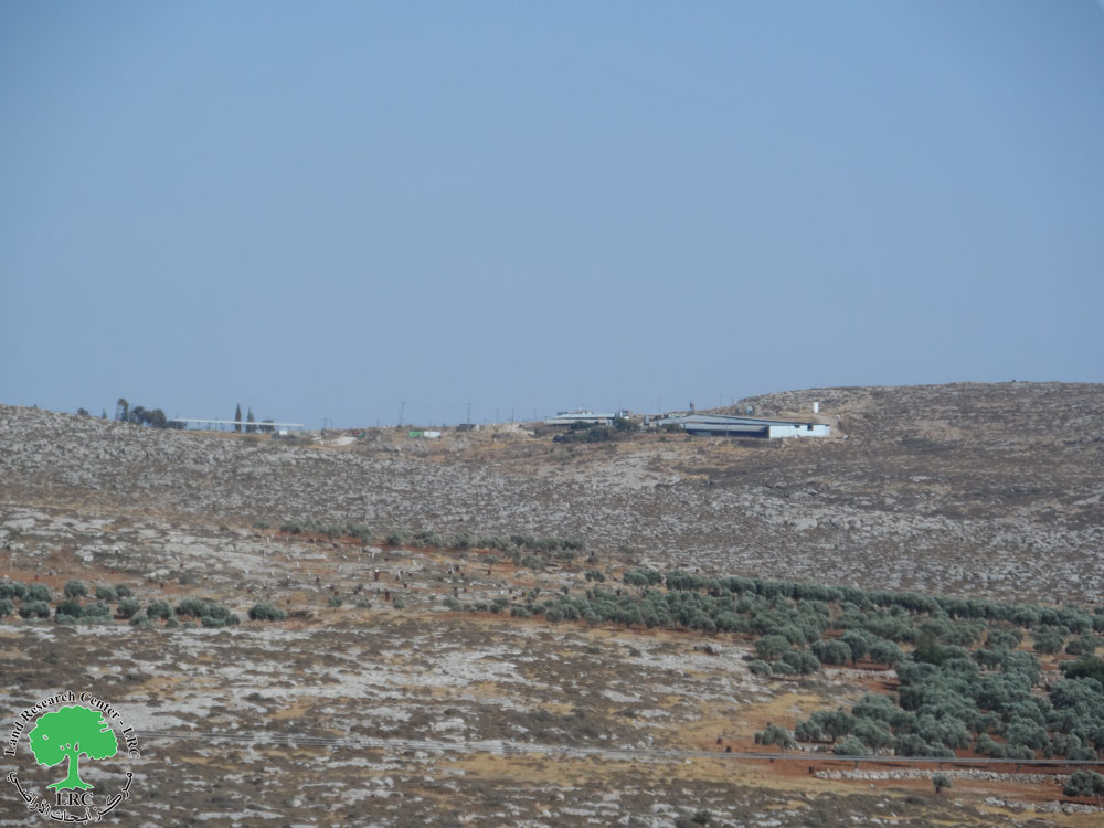 أبقار المستعمرون ترعى في حقول الزيتون في قرية المغير بمحافظة رام الله