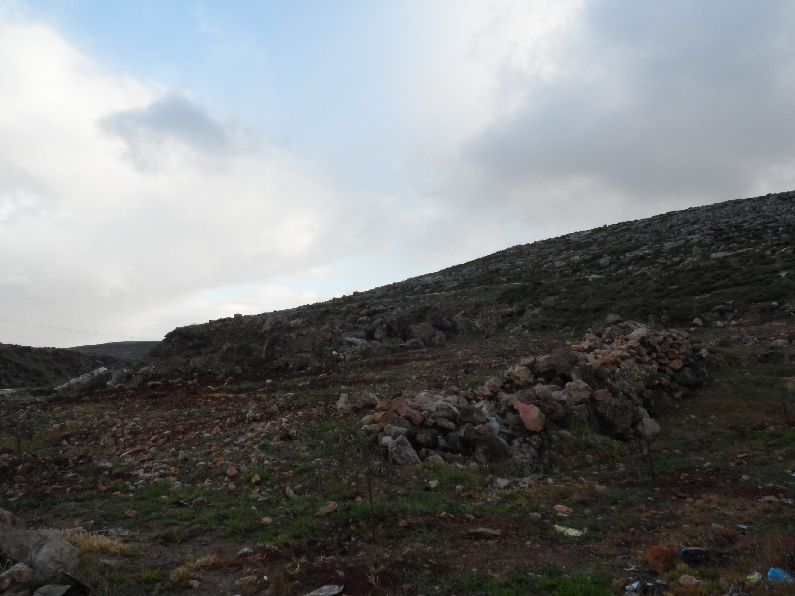 The Israeli Occupation Forces Uproot Olive Seedlings from Al-Mughayir village – Ramallah governorate