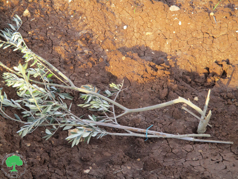 Settlers destroy 28 olive plantations in the village of Al-Mughayer, Ramallah and Al-Bireh Governorate