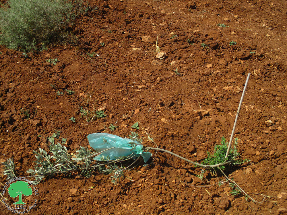 “Adi Aad” settlers cut olive plantations in the town of Turmus’ayya, Ramallah Governorate