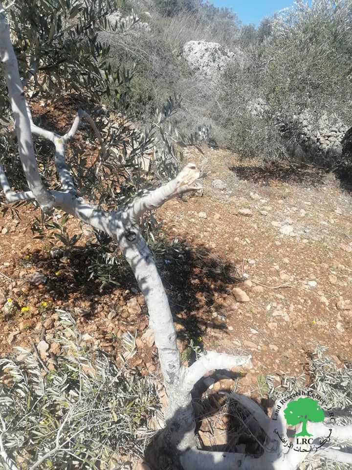 “Rahalim” settlers cut down dozens of olive groves in Yasuf in Salfit Governorate