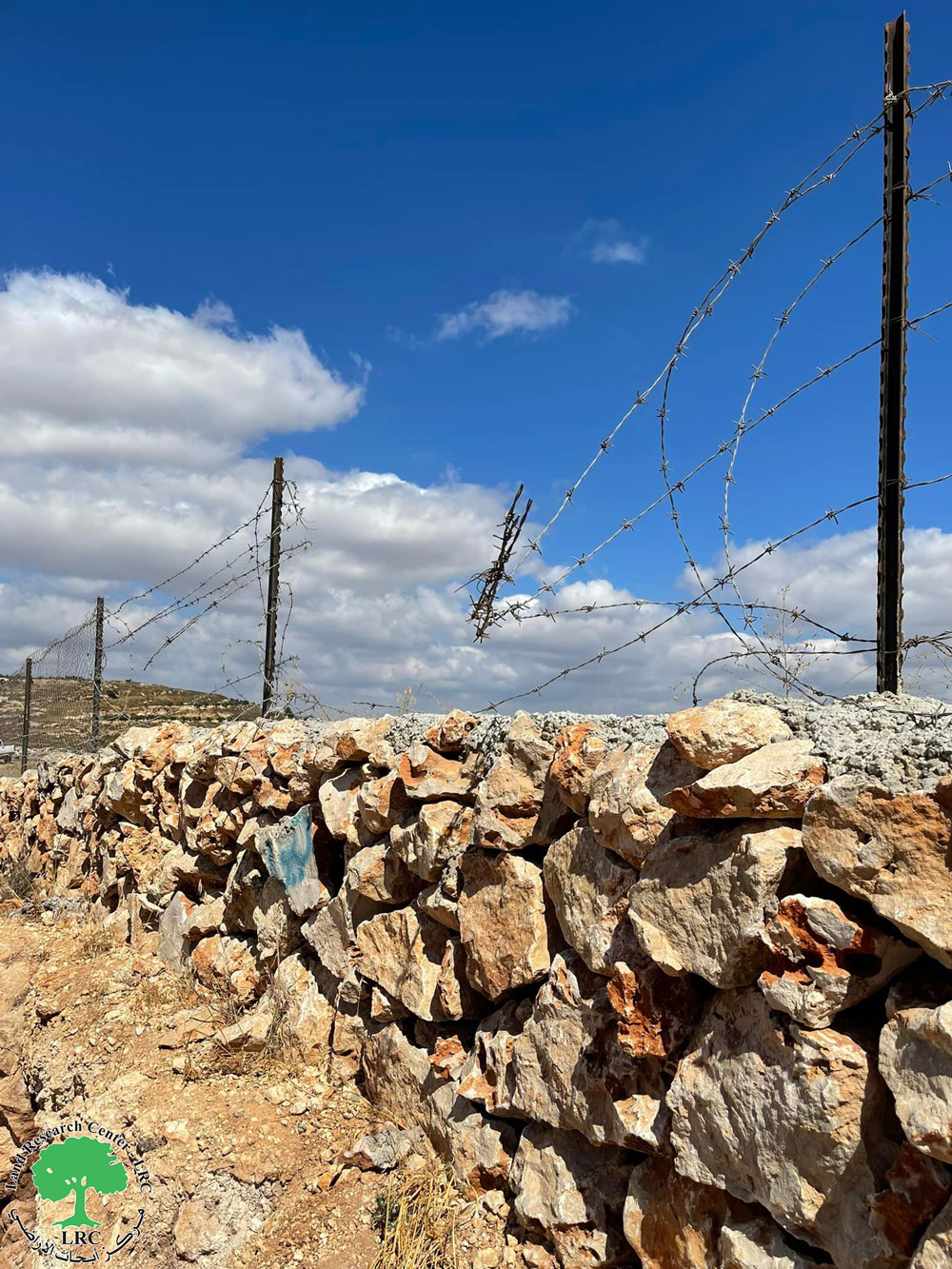   المستعمرون يتلفون غراس الزيتون واللوزيات من أراضي بلدة ترمسعيا بمحافظة رام الله