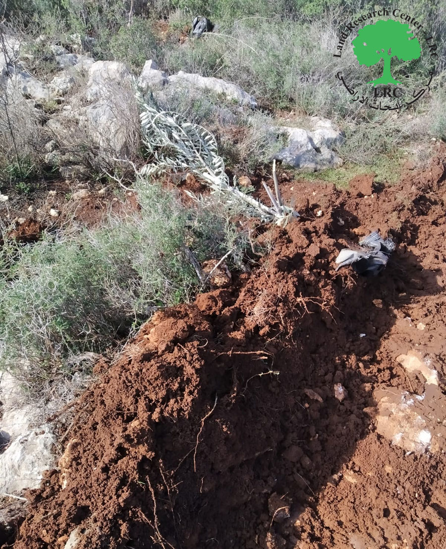 “Alei Zahav” settlers seize olive seedlings from the village of Kafr ad-Dik – Salfit Governorate