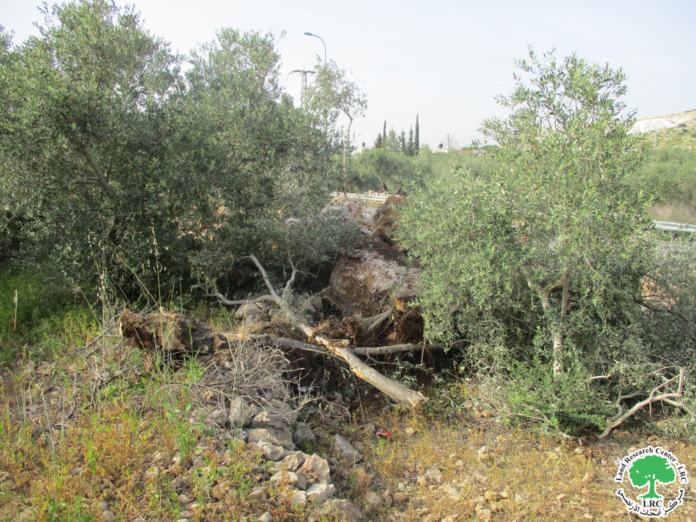 Cutting and Sabotaging 10 olive trees northeast Yasouf / Salfit Governorate