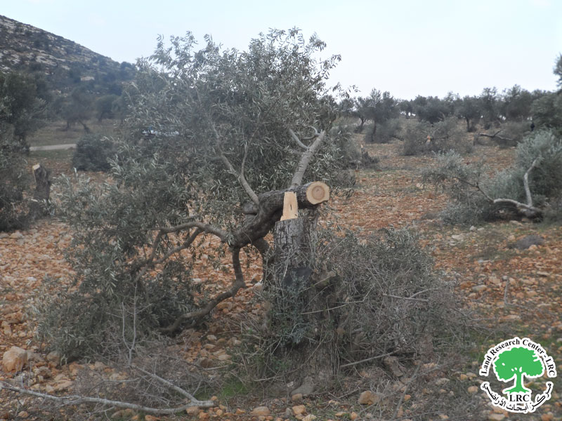Brukhin settlers attack 24 olive trees in the town of Kafr ad-Dik  Salfit Governorate