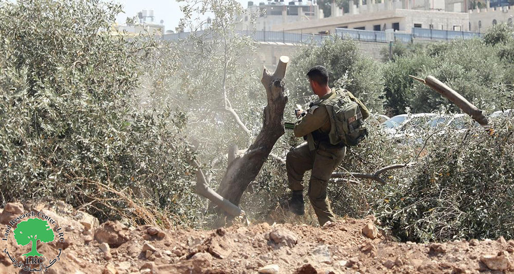 Destruction of a fence and uprooting 12 olive trees in the town of Ni’lin, Ramallah Governorate