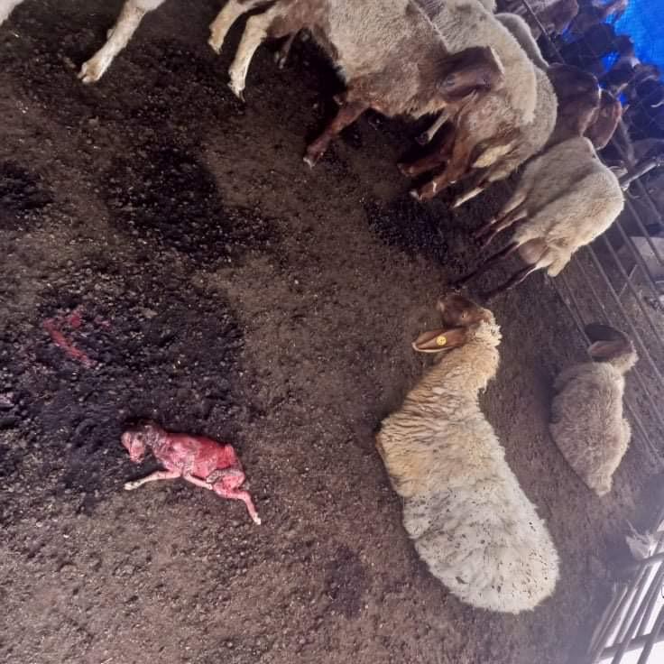 Colonists attack flocks killing a number of them and injuring others in Khirbet Zanouta, south of Hebron