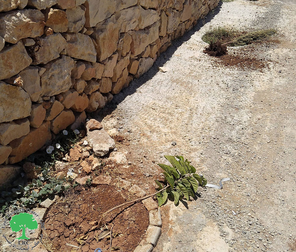 المستعمرون يقطعون ويخربون 17 شجرة مثمرة في خربة أبو فلاح بمحافظة رام الله