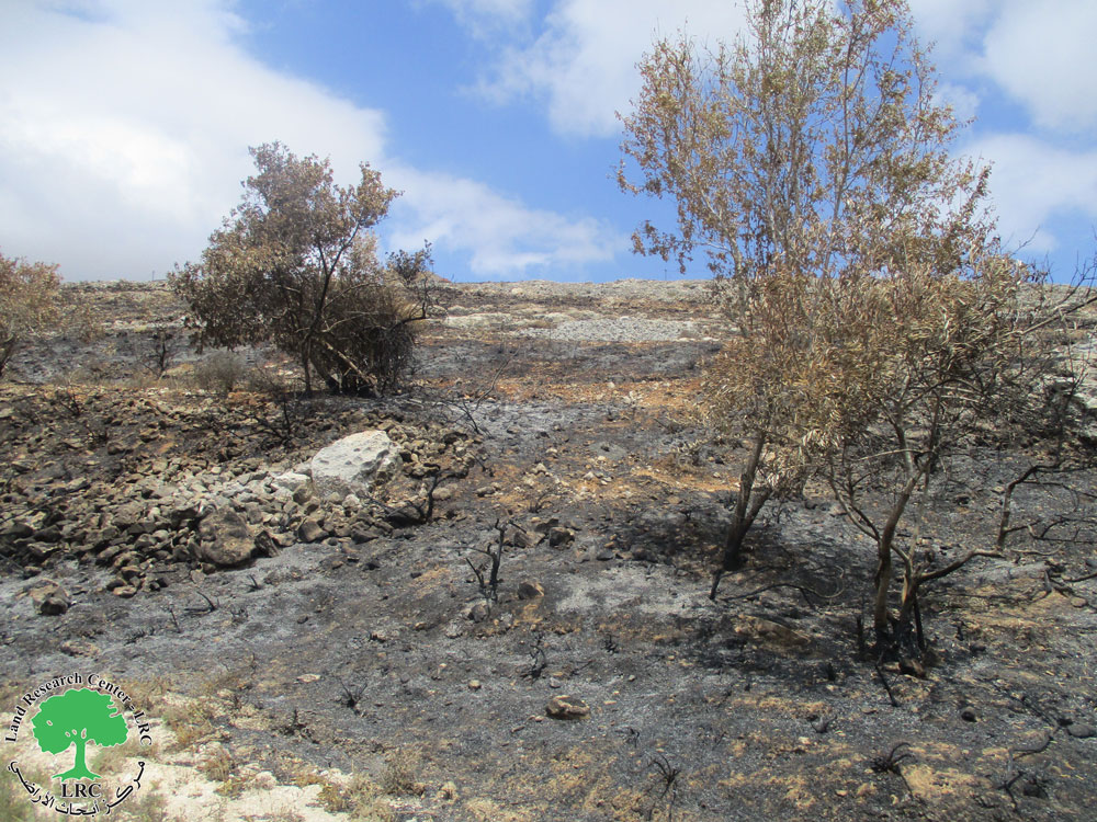 مستعمرون يحرقون 30 شجرة زيتون في قرية المغير بمحافظة رام الله