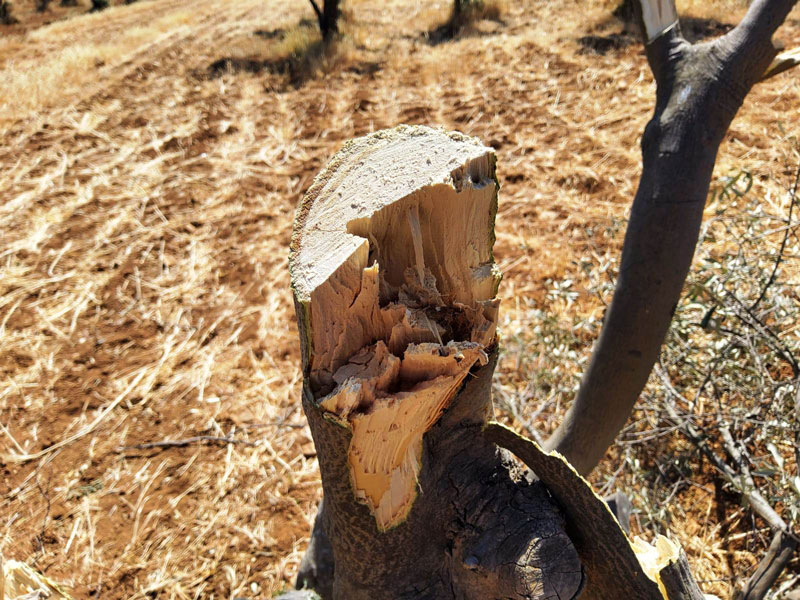 Settlers  attack citizens’ lands and crops in the village of Al-Tuwani, east of Yatta