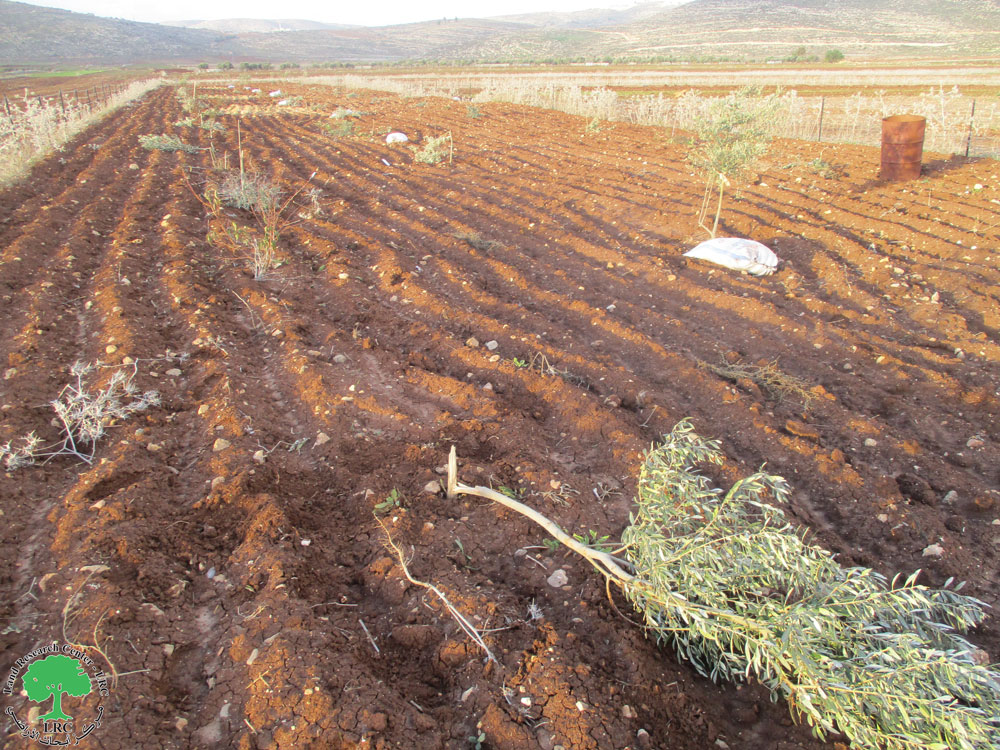 The settlers of “Givat Haroa’a” uproot olive saplings from the lands of the town of Singil in the Ramallah and Al-Bireh governorate