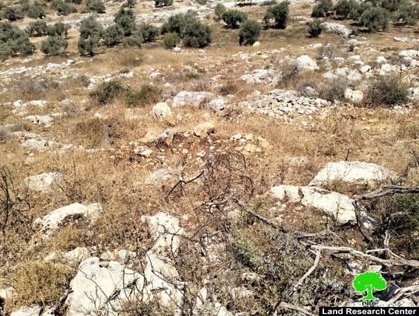 The Israeli occupation uprooted 850 olive plants in Hajjah village, Qalqilya Governorate