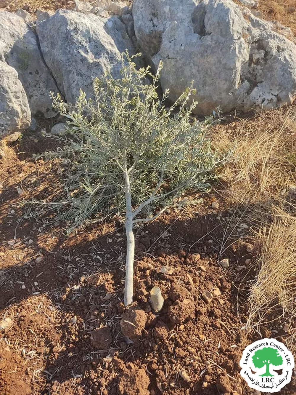 “Eli Zahav” settlers cut 60 olive plantations from the lands of the town of Kafr ad-Dik / Salfit Governorate