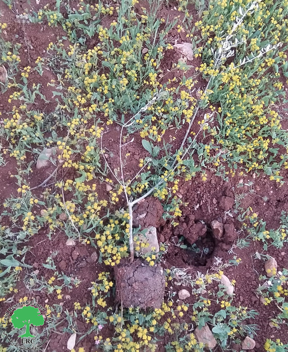 المستعمرون يتلفون 60 غرسة زيتون في منطقة جبعيت في محافظة رام الله