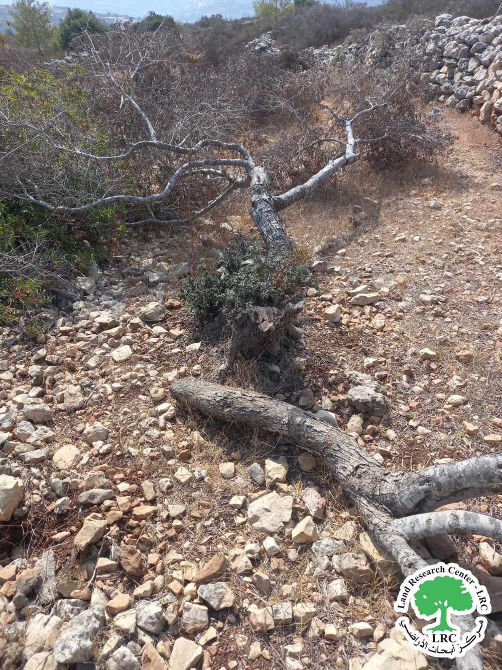 قطع وتخريب تسعة أشجار زيتون في قرية المزرعة الغربية / محافظة رام الله