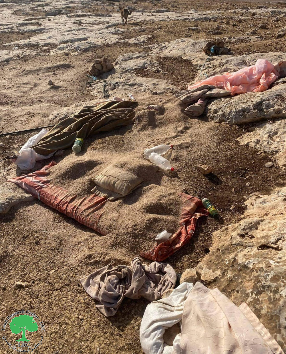 Colonists Attack farmers in Khirbet Ad-Daliya in Ramallah and Al-Bireh governorate