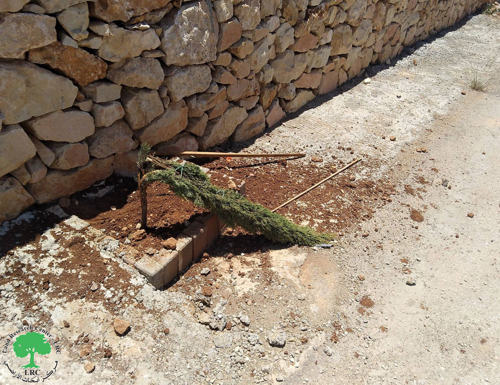 Jewish settlers cut down 35 fruitful trees in Khirbet Abu Falah, Ramallah Governorate